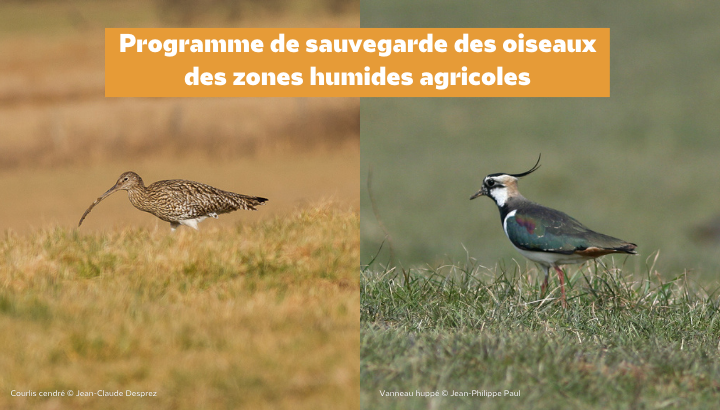 Lancement du Programme de sauvegarde des oiseaux des zones humides agricoles : rejoignez les observateurs bénévoles et protégez des espèces menacées !